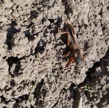 Attēlu rezultāti vaicājumam “Gryllotalpa gryllotalpa”