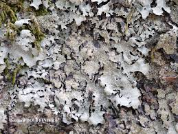 Attēlu rezultāti vaicājumam “Parmelia serrana”