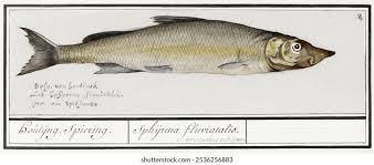 Image result for Coregonus lavaretus oxyrinchus