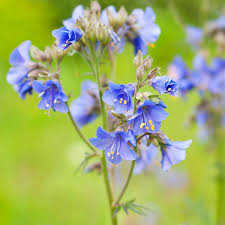 Attēlu rezultāti vaicājumam “Polemonium caeruleum flower”
