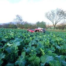 Attēlu rezultāti vaicājumam “Cynosurus cristatus fruit”