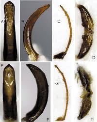 Attēlu rezultāti vaicājumam “Larinus sp.”