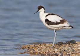 Attēlu rezultāti vaicājumam “Recurvirostra avosetta”