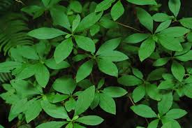 Attēlu rezultāti vaicājumam “Menziesia ferruginea”