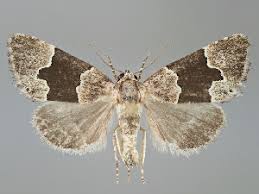 Attēlu rezultāti vaicājumam “Colobochyla salicalis”