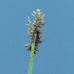 Attēlu rezultāti vaicājumam “Carex diandra fruit”