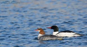 Attēlu rezultāti vaicājumam “Mergus merganser female”