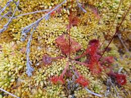 Attēlu rezultāti vaicājumam “Sphagnum papillosum”