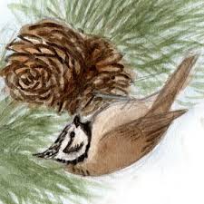 Attēlu rezultāti vaicājumam “Lophophanes cristatus adult”