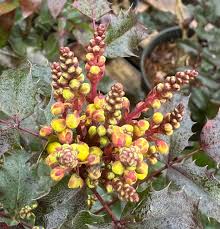 Attēlu rezultāti vaicājumam “Mahonia aquifolium bud”