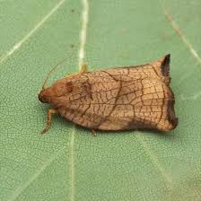 Attēlu rezultāti vaicājumam “Archips podana female”