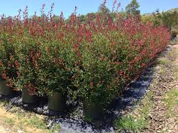 Attēlu rezultāti vaicājumam “Collaria rubens”