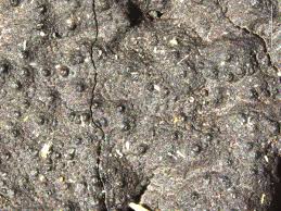 Attēlu rezultāti vaicājumam “Hypoxylon vogesiacum”