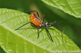 Attēlu rezultāti vaicājumam “Thecabius affinis nymph”