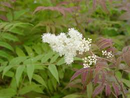 Attēlu rezultāti vaicājumam “Sorbaria sorbifolia flower”