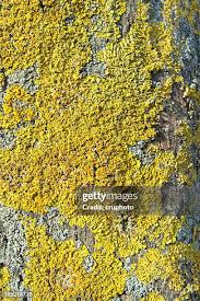 Attēlu rezultāti vaicājumam “Physarum nitens young”