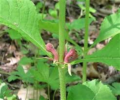 Attēlu rezultāti vaicājumam “Trifolium montanum fruit”