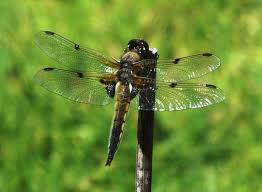 Attēlu rezultāti vaicājumam “Libellula quadrimaculata”
