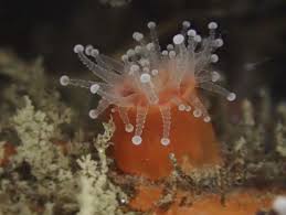 ผลการค้นหารูปภาพสำหรับ strawberry anemone