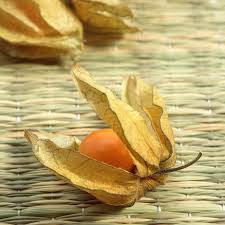 Attēlu rezultāti vaicājumam “Physalis alkekengi fruit”