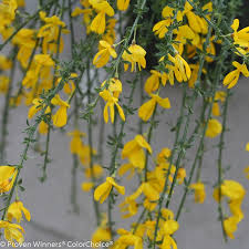 Image result for Cytisus scoparius