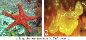 Attēlu rezultāti vaicājumam “Arcyria, Heterotrichia sp.”