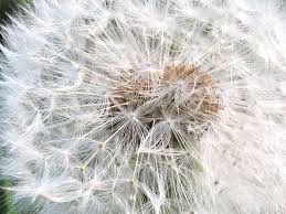 Attēlu rezultāti vaicājumam “Taraxacum officinale aggr. leaf”