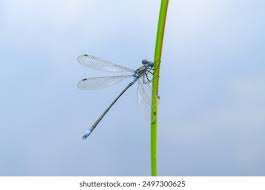 Attēlu rezultāti vaicājumam “Lestes sponsa”