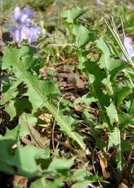 Attēlu rezultāti vaicājumam “Taraxacum officinale aggr. leaf”