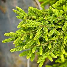 Attēlu rezultāti vaicājumam “Picea orientalis”