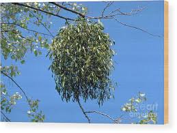 Attēlu rezultāti vaicājumam “Viscum album”