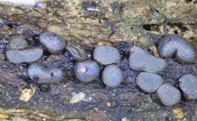 Attēlu rezultāti vaicājumam “Comatricha fragilis spores”