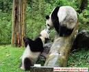 amazing panda photos