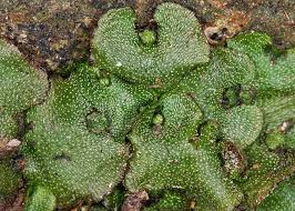 Attēlu rezultāti vaicājumam “Preissia quadrata”