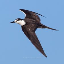 Image result for Onychoprion fuscatus