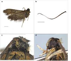 Attēlu rezultāti vaicājumam “Roeslerstammia erxlebella”