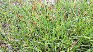 Attēlu rezultāti vaicājumam “Carex caryophyllea fruit”