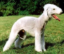 Image result for ugliest dog