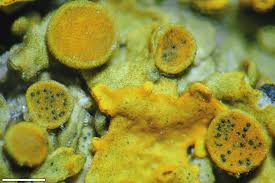 Attēlu rezultāti vaicājumam “Lichenoconium xanthoriae”