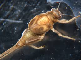 Attēlu rezultāti vaicājumam “Blepharostoma trichophyllum sporophyte”