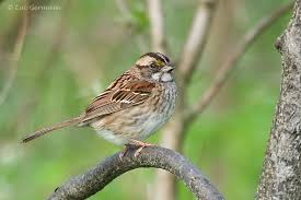 Image result for Zonotrichia albicollis