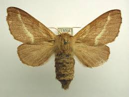 Attēlu rezultāti vaicājumam “Malacosoma castrensis male”