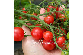 Afbeeldingsresultaat voor rose quartz tomato