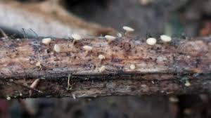 Attēlu rezultāti vaicājumam “Hymenoscyphus imberbis”