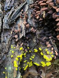 Attēlu rezultāti vaicājumam “Stemonitis flavogenita spores”