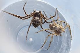 Attēlu rezultāti vaicājumam “Philodromus margaritatus”