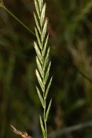 Attēlu rezultāti vaicājumam “Elymus caninus fruit”