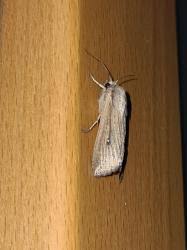 Attēlu rezultāti vaicājumam “Mythimna sp.”