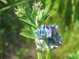 Attēlu rezultāti vaicājumam “Medicago x varia”