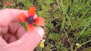 Attēlu rezultāti vaicājumam “Papaver argemone”